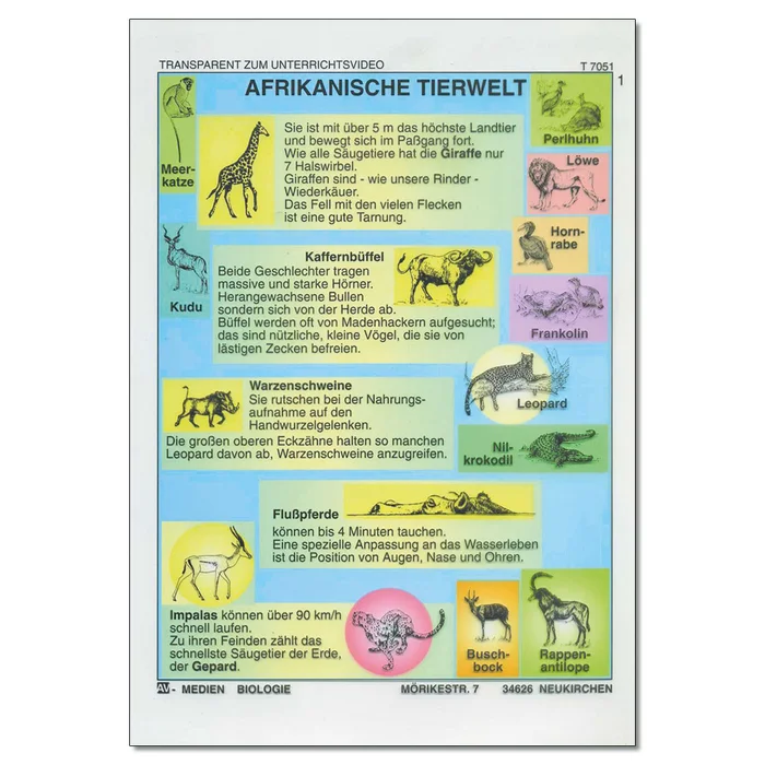 Afrikanische Tierwelt Einzeltranparent | A-100047