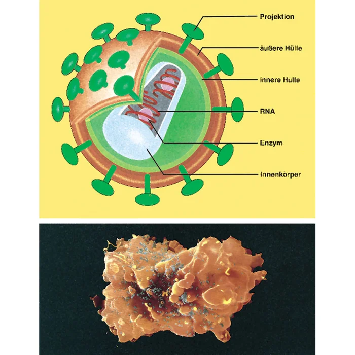 AIDS – Immunologie | W-2878