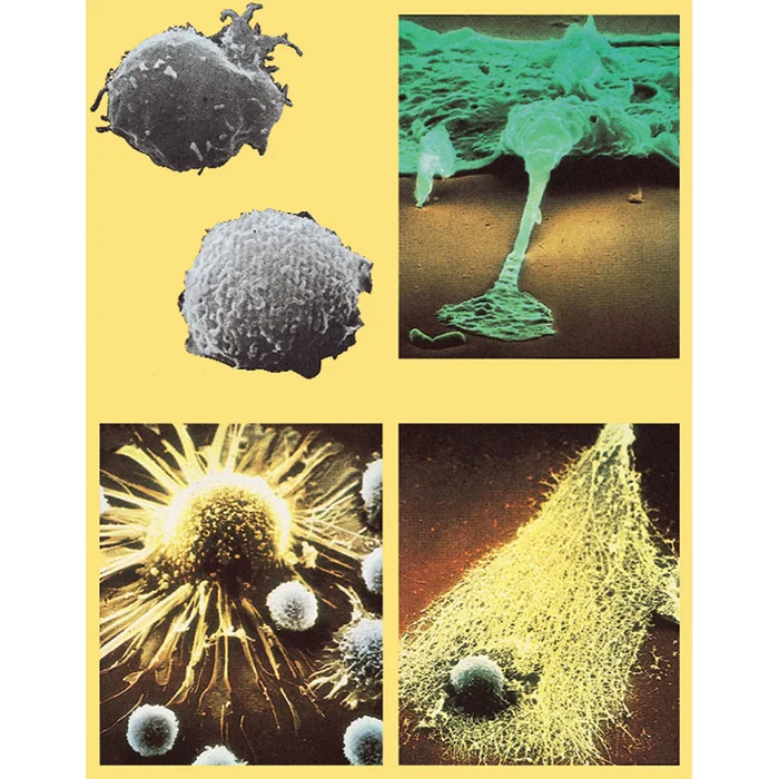 Bakterien und Viren – Neue Bedrohungen | W-2881