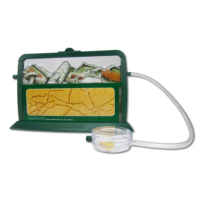 Beobachten Sie mit den Kindern die Welt der Ameisen