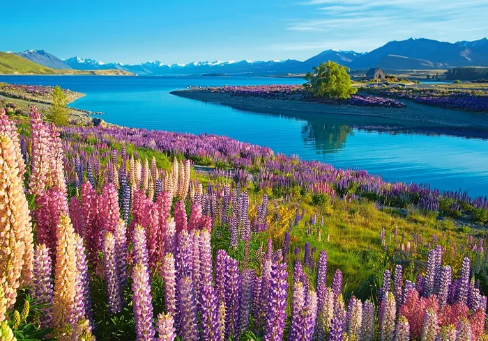 Castorland Lake Tekapo, New Zealand – 500 Teile