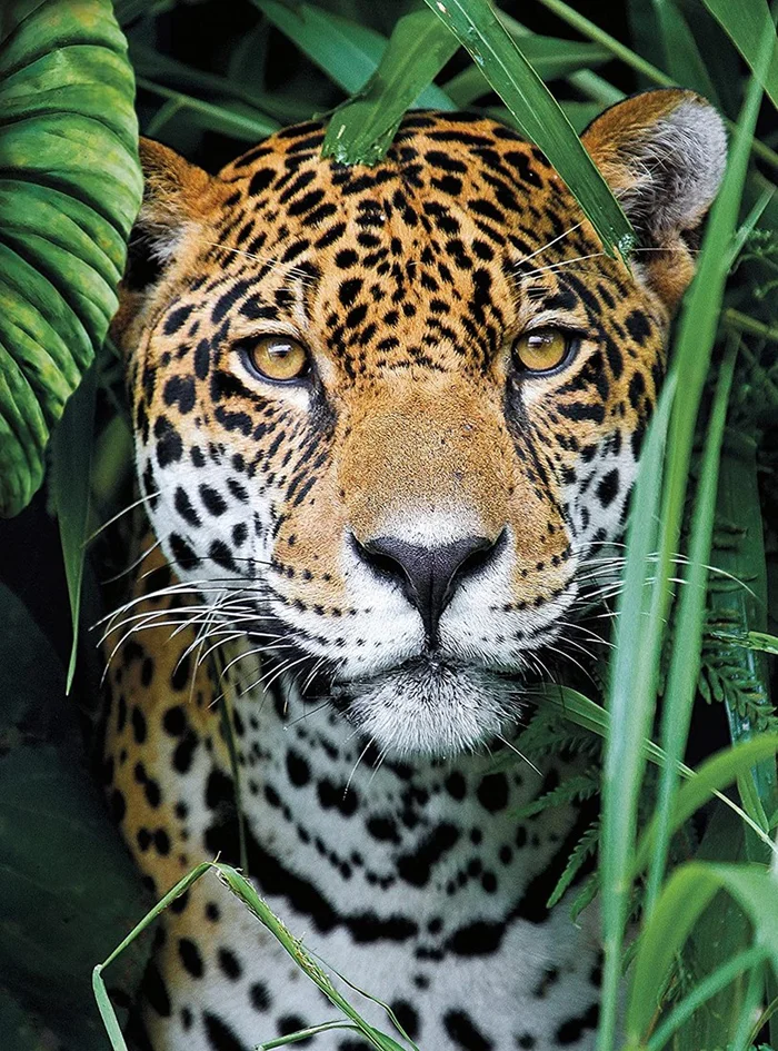 Clementoni Jaguar in The Jungle – 500 Teile