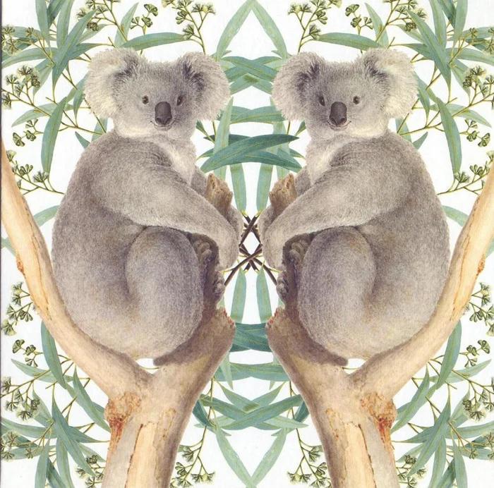 Kaart+envelop Koalaberen. 16×16 cm