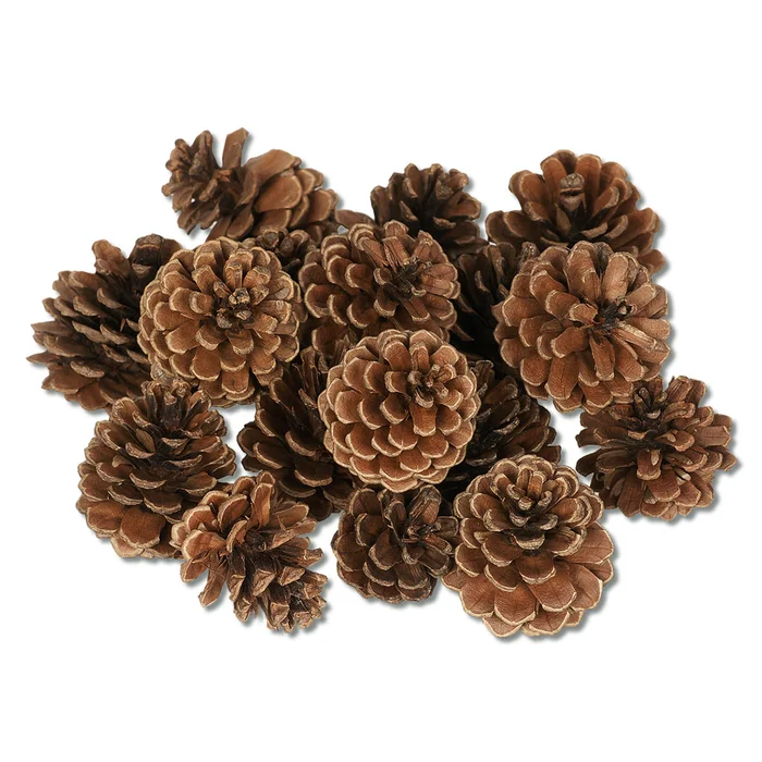 Kiefern-Zapfen, 24 Stück im Beutel