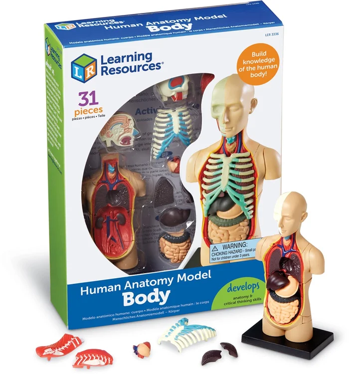 Learning Resources Learning Resources – Anatomy Model – Human Body