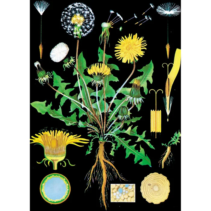 Lehrtafel zum Löwenzahn online kaufen