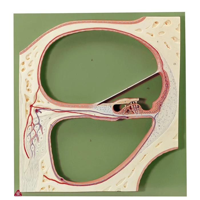 SOMSO-Plast Schnitt durch die Schnecke