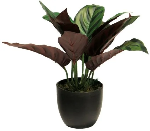 Zijde Calathea sunshine in potgroen 25cm